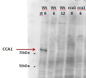 CCA1 | Circadian clock associated 1 in the group Antibodies Plant/Algal  / Plant Developmental Biology / Circadian clock at Agrisera AB (Antibodies for research) (AS13 2659)